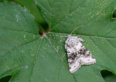 Hecatera bicolorata / Tweekleurige uil