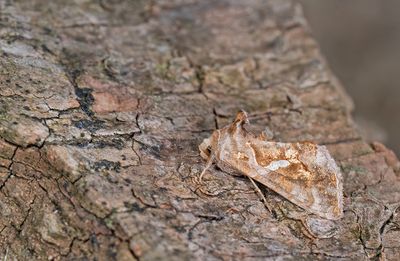 Chrysodeixis chalcites / Turkse uil