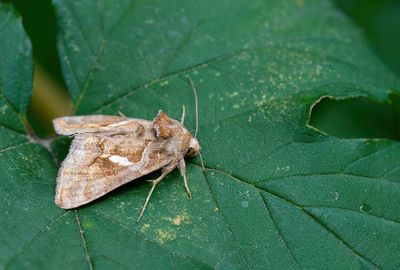 Chrysodeixis chalcites / Turkse uil