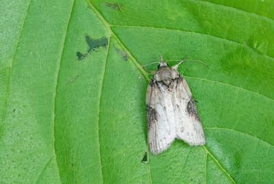 Nycteola revayana / Variabele eikenuil