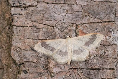 Geometrid moths (Geometridae), Spanners