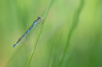 Dainty Damselfly / Gaffelwaterjuffer
