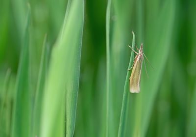 Crambus perlella / Bleke grasmot