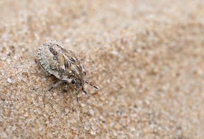Phimodera humeralis - Zandzeggepantserwants