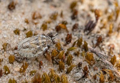 Phimodera humeralis - Zandzeggepantserwants