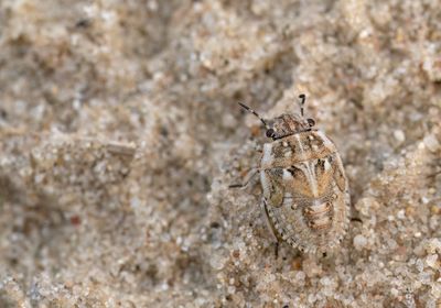Phimodera humeralis - Zandzeggepantserwants
