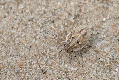 Phimodera humeralis - Zandzeggepantserwants