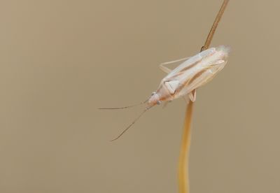 Amblytylus albidus / Buntgrasbreedneus
