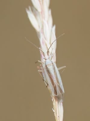 Amblytylus albidus / Buntgrasbreedneus