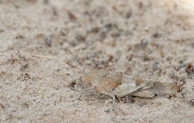 Blue-winged grasshopper / Blauwvleugelsprinkhaan