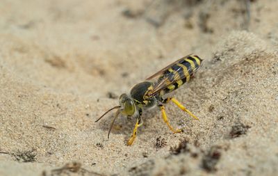 Bembix rostrata / Harkwesp