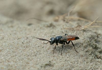 Dryudella stigma / Slanke wantsendoder