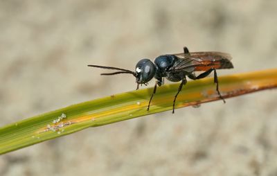 Dryudella stigma / Slanke wantsendoder