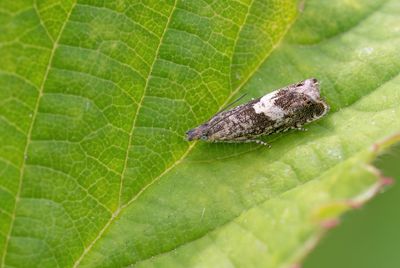 Micro moths / Micro nachtvlinders
