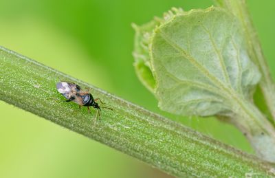 Anthocoris nemorum / Gewone bloemwants