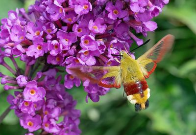 Broad-bordered Bee Hawk-moth / Glasvleugelpijlstaart