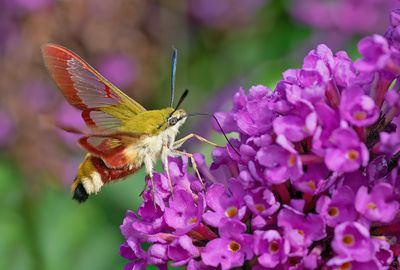 Broad-bordered Bee Hawk-moth / Glasvleugelpijlstaart