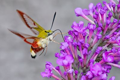 Broad-bordered Bee Hawk-moth / Glasvleugelpijlstaart