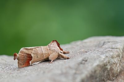 Chocolate-tip / Bruine wapendrager