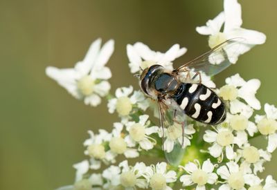 Scaeva pyrastri / Witte halvemaanzweefvlieg