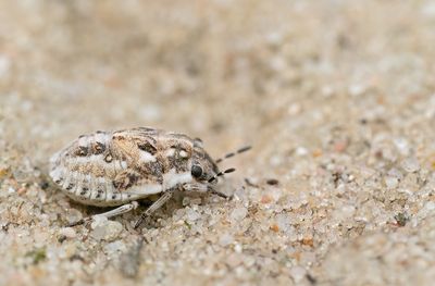 Phimodera humeralis - Zandzeggepantserwants
