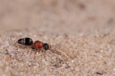 Smicromyrme rufipes / Gewone mierwesp