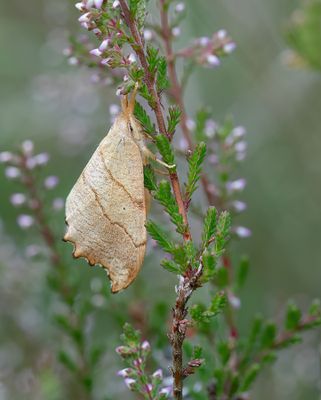 Scalloped Hook-tip / Bleke eenstaart