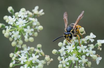 German wasp / Duitse wesp