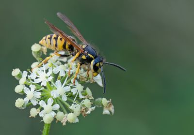 German wasp / Duitse wesp