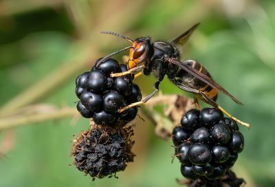 Vespa velutina / Aziatische hoornaar