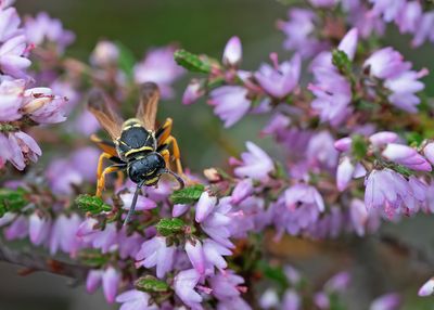 Polistes biglumis / Bergveldwesp