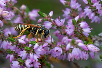 Polistes biglumis / Bergveldwesp 