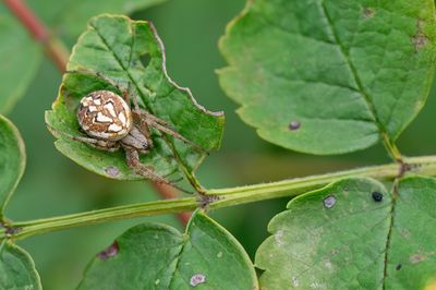 Neoscona adianta / Heidewielwebspin