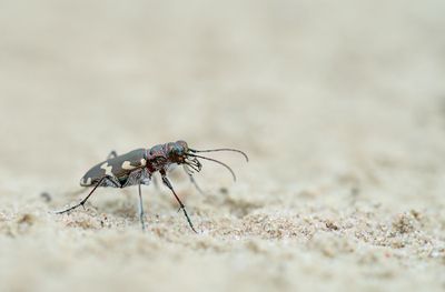 Northern dune tiger beetle / Basterdzandloopkever