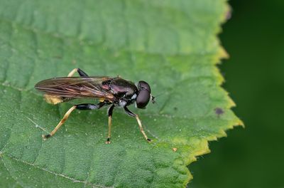 Xylota xanthocnema / Gevlekte gouden bladloper