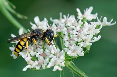 Ectemnius fossorius