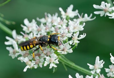 Ectemnius fossorius