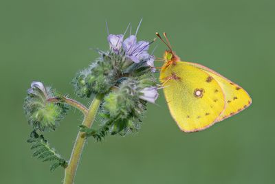 Pale clouded yellow / Gele Luzernevlinder