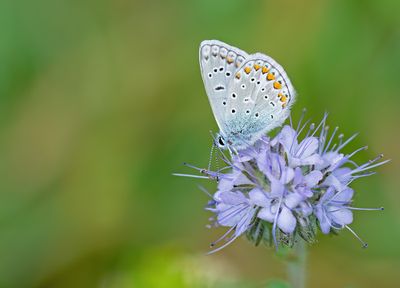 Common blue / Icarusblauwtje