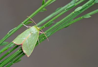 Pseudoips prasinana / Zilveren groenuil 