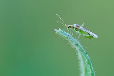 Dicyphus epilobii / Harig-wilgenroosjebochelwants 