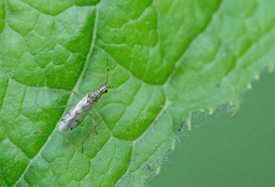 Dicyphus epilobii / Harig-wilgenroosjebochelwants 