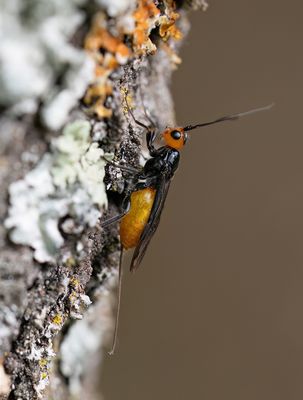 Atanycolus denigrator