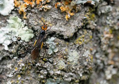 Atanycolus denigrator
