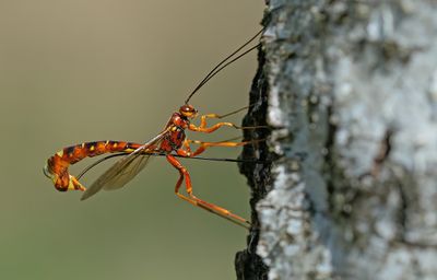 Megarhyssa vagatoria