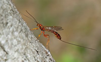 Megarhyssa vagatoria
