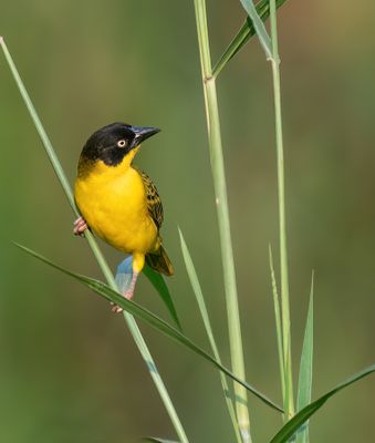 Baglafecht Weaver / Baglafechtwever