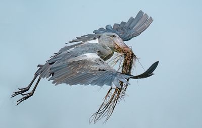 Shoebill / Schoenbekooievaar
