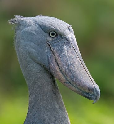 Shoebill / Schoenbekooievaar