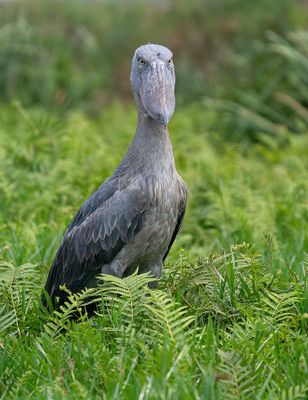 Shoebill / Schoenbekooievaar